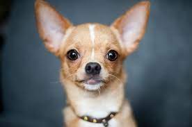 Chihuahua Cabeza De Venado Especialistas