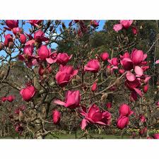 Plant in sun or part shade with acid soil for best results. Tesselaar Magnolia Vulcan General T S Foliage Mitre 10
