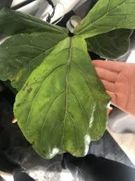 Plus i think most fig collectors are spreading them around. Fiddle Leaf Fig Black Spots On Leaves Toronto Master Gardeners