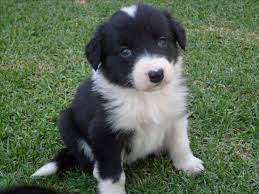 Border Collie Puppies Malmesbury Puppies For Sale