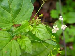 Image result for Boerhavia erecta