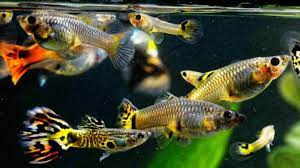 Bisnis budidaya ini sangat cocok untuk anda yang kekurangan lahan, jadi modal awal yang harus dipersiapkan adalah kolam budidaya ikan hias. 7 Jenis Ikan Hias Mudah Dipelihara Di Rumah