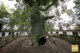 This Camphor Tree In East China S Jiangxi Province Is Over 1 800 Years Old With 22 Meters In Height And 23 Meters In Girth The Tree Ha Tree East China Plants