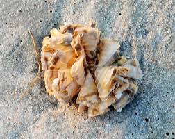 Horse Conch Egg Casing Beach Hurricane Irene Seashell Crafts