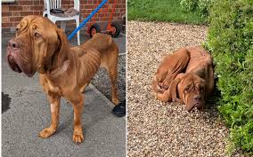 Fury as 'Painfully Skinny' Dog Found Cowering in State of Serious Neglect -  Newsweek