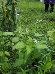 Image result for Heliotropium indicum