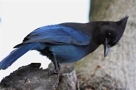 Stainless steel and brown materials: If There Was A Small Streak Of White With This Combo Of Colors It D Be Perfect I Think Love The Black With Blue Beautiful Birds Bird Wild Birds