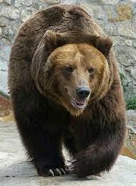 Did You Know Bears Are Addictive To Toothpaste In 2020 Brown Bear Bear Species Bear Spirit Animal
