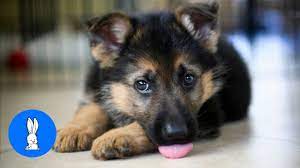 Intelligent as it is versatile, this breed was originally developed in the german shepherd has a double coat, which is comprised of a thick undercoat and a dense, slightly wavy or straight outer coat. Baby German Shepherds Swimming Cutest Compilation Youtube
