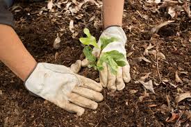 Plantations of exotics, particularly in the tropics and southern hemisphere, have yielded outstanding separation of the trees in these plantations from their natural enemies has been an important. Planting Trees Is No Substitute For Natural Forests