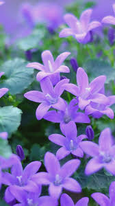 Campanula Dengan Gambar Bunga