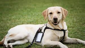 Allison's blood sugar can and has dropped during the night causing her to have a seizure. How Service Dogs Help Humans With Diabetes The Dog People By Rover Com