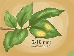 Nitrogen deficiency is one of the leading causes of yellow leaves. 4 Easy Ways To Identify Lemon Tree Diseases Wikihow