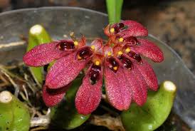 Image result for Bulbophyllum encephalodes