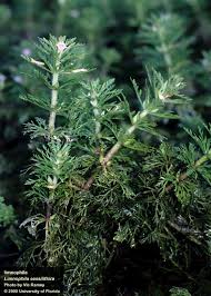 Image result for Isoglossa laxiflora