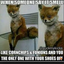 When Your Feet Smell Fox Meme Google Search How To Wake Up Early Haha Funny Funny Cute