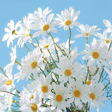 Related searches:flower watercolor flowers flowers flower vector pink flower watercolor flower flower bouquet flower pattern flower borders flower border. Ins Daisy Artificial Flowers Chamomile Small Daisy Flower Fake Flowers Simulation Bouquet For Room Table Party Wedding Decoration Shopee Philippines
