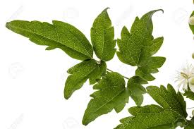 Maybe you would like to learn more about one of these? Blumen Und Blatter Von Clematis Lat Clematis Vitalba L Isoliert Auf Weissem Hintergrund Lizenzfreie Fotos Bilder Und Stock Fotografie Image 83371548