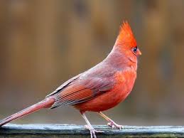 Birds That Look Like Cardinals But Aren T Pin By Shelly Fitzgerald On Cardinals Cardinals Birds Animals