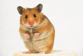 Image result for dead hamster