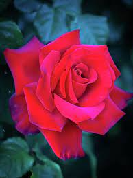 Cold Roses 2 By Yuka Kato In 2021 Rose Flower Pictures Beautiful Rose Flowers Flower Background Iphone
