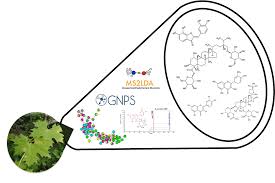 Image result for Momordica cardiospermoides