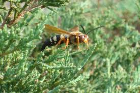 Eastern cicada killers (specius speciosus) are large, solitary wasps belonging to the family sphecidae. Sphecius Speciosus Wikiwand