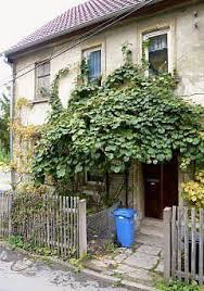 Kiwi Vines Actinidia On Espaliers Summary With Photos Pflanzenrankgitter Garten Und Outdoor Vines