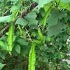 Kerabu kembong kacang panjang (by cik kiah kicen). Https Encrypted Tbn0 Gstatic Com Images Q Tbn And9gcq3ukumidqww8tdsuqt4v0zgqow4oietjmpgvb20zozgbl5rd1x Usqp Cau