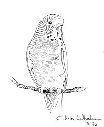 Budgie Coloring Pages Illustration Budgie Flickr Animal Drawings Parakeet Art Budgerigar