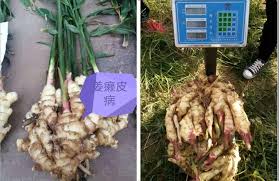 Nematodes in the garden can be beneficial, helping gardeners to aerate soil and produce a bumper crop, or they can be parasitic to plants. Complete Control Scheme For Dajiang Soil Nematode