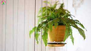 How often do you water the garden. How Often Do You Water Ferns In Hanging Baskets Garden For Indoor