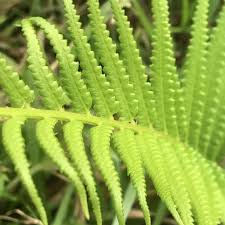 Image result for Cyclosorus interruptus