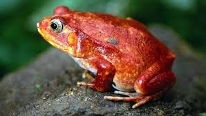 They hunt by sitting and waiting until they stick out their long, sticky tongue and using teeth on the top of their mouth. Can Amphibians Live On Both Land Water Nayturr