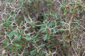 Image result for Sarcophrynium