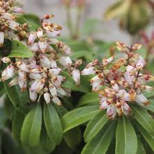 Image result for Pieris japonský bonfire obrázek