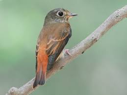 Image result for Vangueria ferruginea