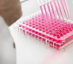 Monoclonal Antibody Manufacturing | Hybridoma Development | in vitro  production