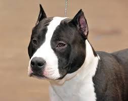 Amerikan Staffordshire Terrier I Cok Kasli Tiknaz Ama Cevik Boyutlarina Gore Asiri Gucludur Genis Guclu Bir Kafasi Kisa Bir Burnu Kopek Hayvanlar Amerikan