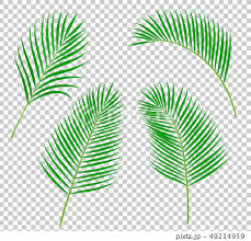 ヤシの葉 イラストアイコンセットのイラスト素材 49214959 Pixta
