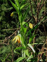 Image result for Littonia modesta