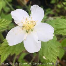 Image result for Kerria japonica