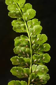 Image result for Asplenium diplazisorum