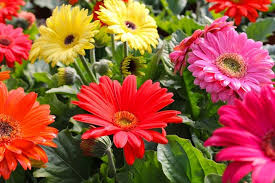 Uno tra i simboli più autentici della primavera. Gerbere I Fiori Che Ricordano Le Margherite Come Coltivarle