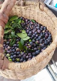 Liquore con foglie di mirto. Il Mirto Coltivazione E Utilizzo Della Pianta
