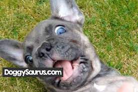 When Do Puppies Eyes Change Color From Blue To Permanent