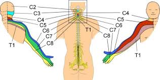 Pin On Neuro