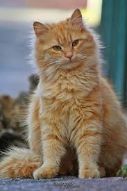 Ilknur Guclu Turkiye Ginger Cats Dog Cat Cats