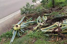 The good news is that there are many scents that deter gophers. How I Get Rid Of Gophers Debra Lee Baldwin