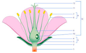 Carbon dioxide, water, and light are turned into glucose. Flowers